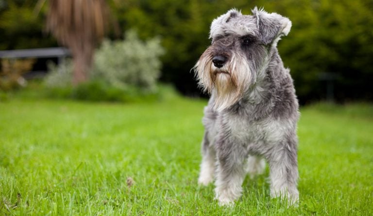10 Best Dog Breeds for Seniors – Page 9 – Entirely Health