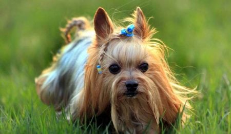 10 Best Dog Breeds for Seniors – Page 2 – Entirely Health