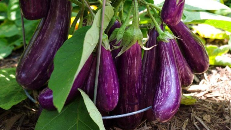 Foods Low in Potassium for Hyperkalemia – Page 5 – Entirely Health