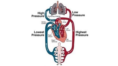 What is Normal Blood Pressure? Facts to Learn – Page 4 – Entirely Health