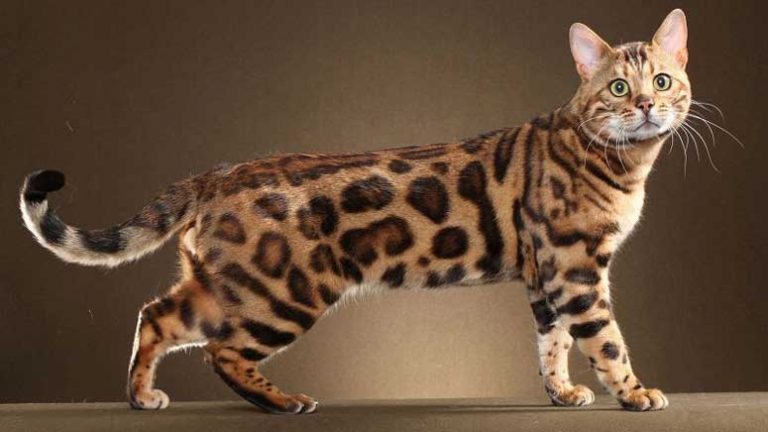 12 Most Popular Cat Breeds for Cat Lovers – Page 2 – Entirely Health