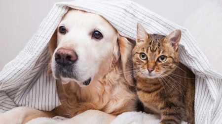 10 Reasons Why Cats Make Better Pets Than Dogs – Entirely Health