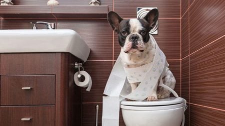 Dog Diarrhea Home Remedies – Entirely Health