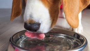 Dog Diarrhea Home Remedies – Page 2 – Entirely Health