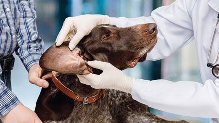 Home Remedies for Dog Ear Infection – Entirely Health