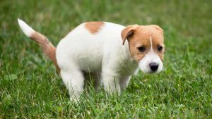 Puppy Diarrhea: Symptoms, Causes, Prevention and More – Page 2 ...