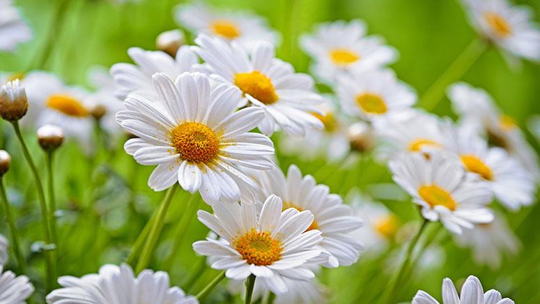 Skincare Benefits of Chamomile – Entirely Health