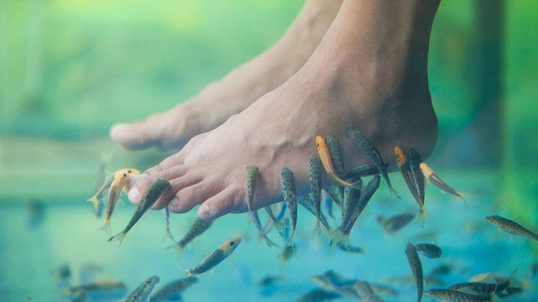 Fish Pedicure: Safety, Benefits, Risks, and Ethics – Page 8 – Entirely ...