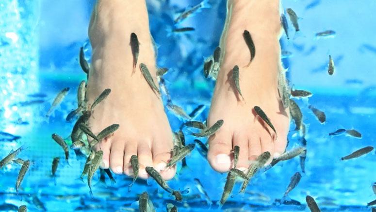 Fish Pedicure: Safety, Benefits, Risks, and Ethics – Page 4 – Entirely ...